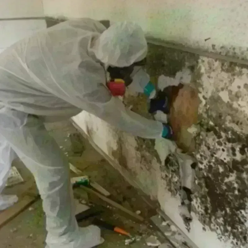 Mold Remediation and Removal in Xenia, OH